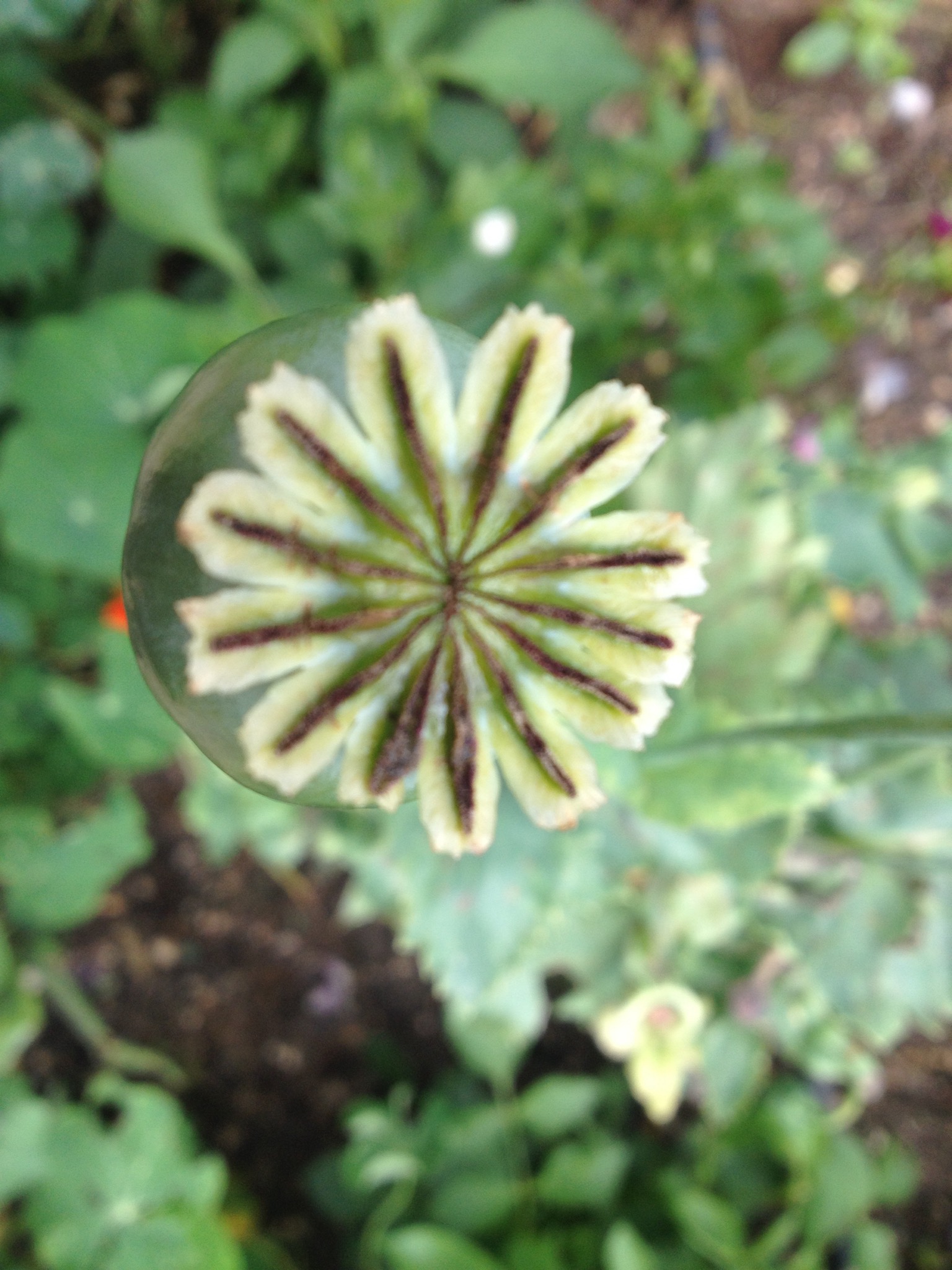 Alaigne : l'achillée millefeuille, la plante qui fait une fleur aux femmes  