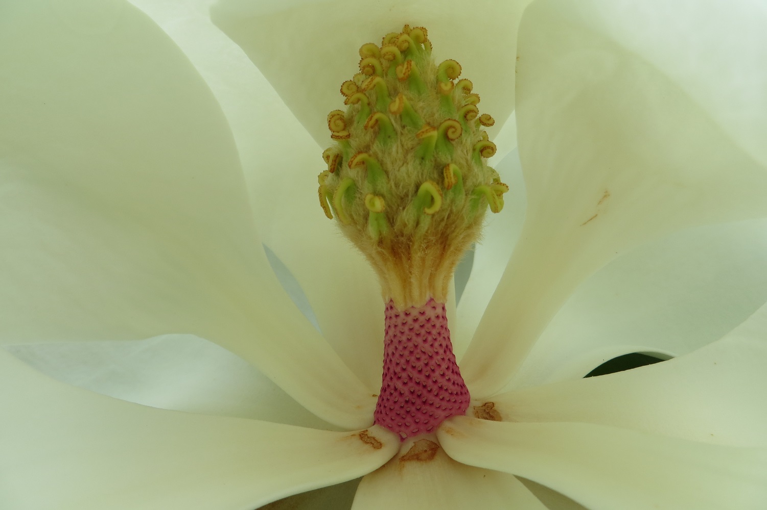 magnolia- magnolia grandiflora (4)