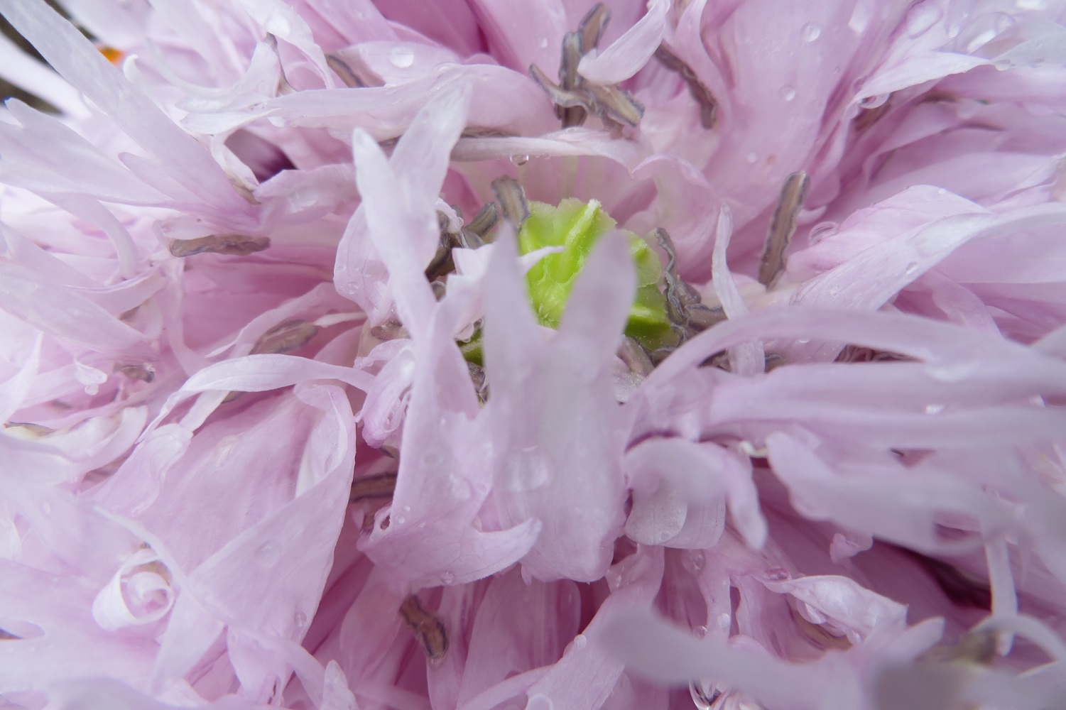 pavot lila pompom- papaver somniferum (2)
